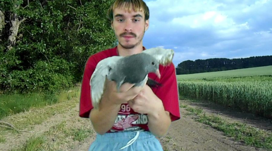 Vyletěla holubička